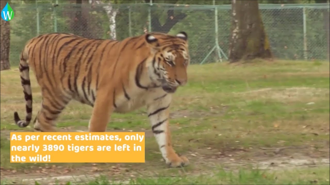 INTERNATIONAL TIGER DAY 2017 (Waterpedia) | SDG #15 Life on Land | Preserve and Protect Life on Land