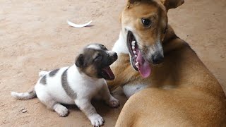 Puppy Is Smart And Healthy Now, Grandma Dog Takes Care Of Puppy