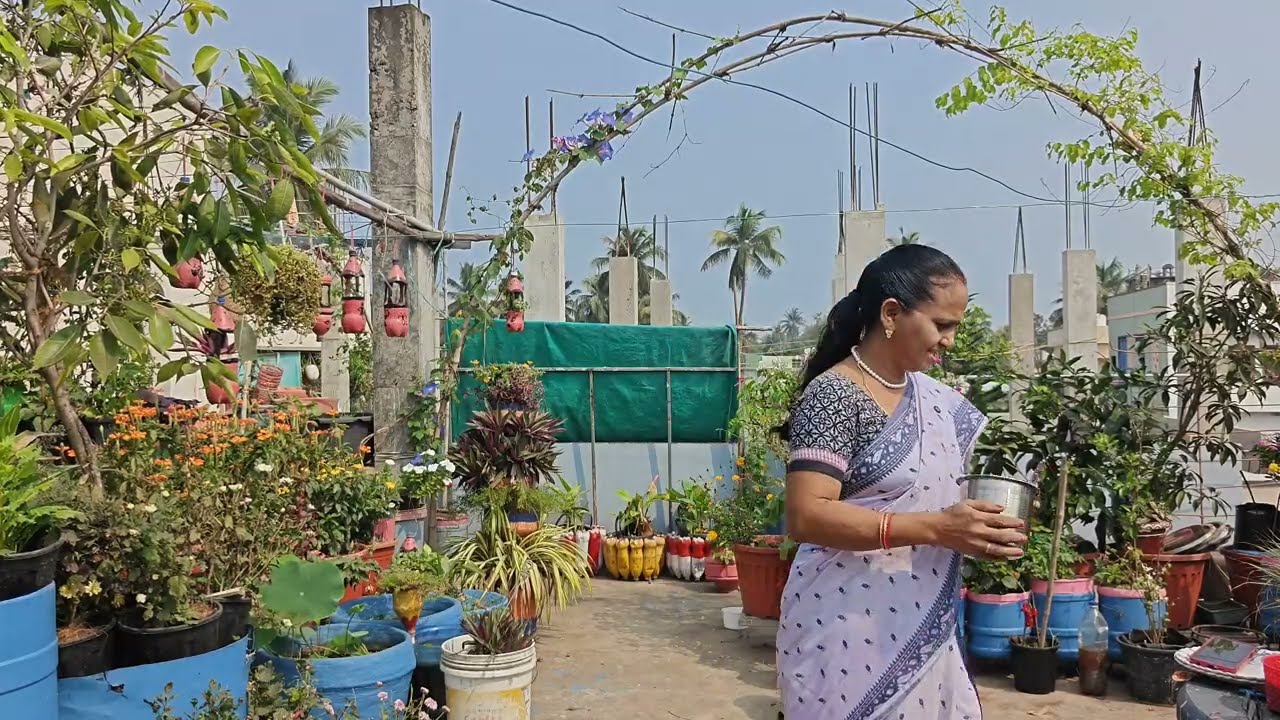 మళ్లీ జాజి విరజాజి పువ్వులు పూయాలి అంటే ఈ లిక్విట్ ఇవ్వండి #మాబుజ్జితోటఛానల్  