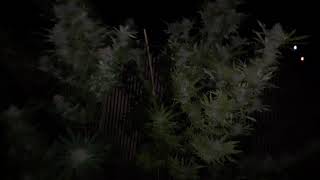 Huge buds!!! Sour diesel is finally ready, look at these beautiful girls