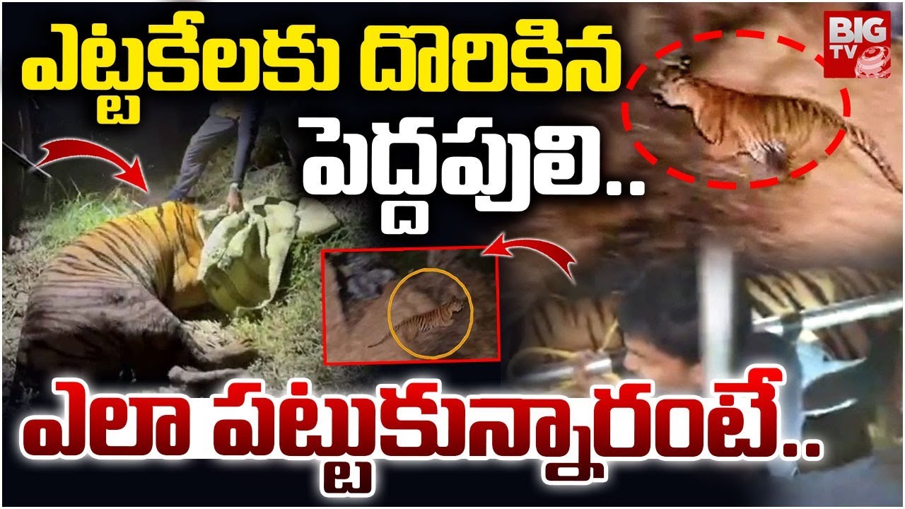 ఎట్టకేలకు దొరికిన పెద్దపులి..| Rajahmundry Tiger Latest Updates | Operation Tiger | BIGTV