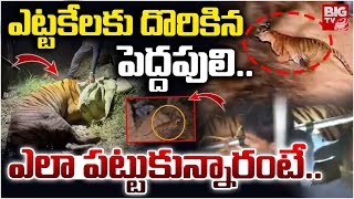 ఎట్టకేలకు దొరికిన పెద్దపులి..| Rajahmundry Tiger Latest Updates Operation Tiger Bigtv
