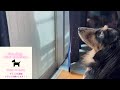ママの洗濯、指示してるの?!ずっと監視してます笑【ミニチュアダックスフンド】むむ。