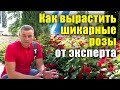 Как вырастить шикарные розы? Все секреты от посадки до цветения. Не растут розы, что делать?