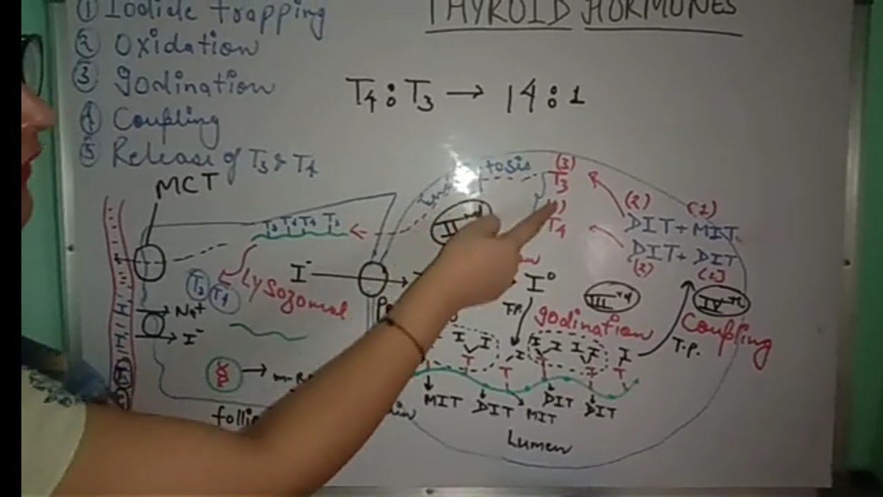 THYROID HORMONES | PART-2