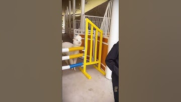 Cute Llama Alpaca can Attack Human | Hilairous | Funniest Animals Videos | #Shorts #52