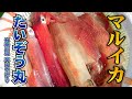 たいぞう丸・神奈川県葉山あぶずり港・マルイカ【釣りビジョン マガジン】