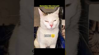 Then 💝 vs now 😞 Legendary memes #nostalgia #cat #legendarymemes
