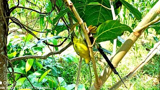 burung sirpu yang susah di pikat pun kenak pakai strategi ini