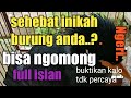 Jalak kebo ngomong apa saja bisa dan full isian,langka