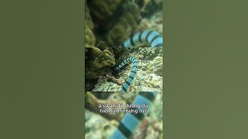 TOP 3 Loài Rắn Độc Nhất Hành Tinh: Một Vết Cắn - Không Có Cơ Hội Thứ Hai! #shorts  #randoc