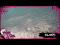 Crazy Fish Polaris video