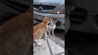 Cutest Cat fight 😹😻 | #shorts #kitten #cute  #cutebabyfunny  #cutanimals by Bts Army 💜 4 views 1 year ago 1 minute, 53 seconds