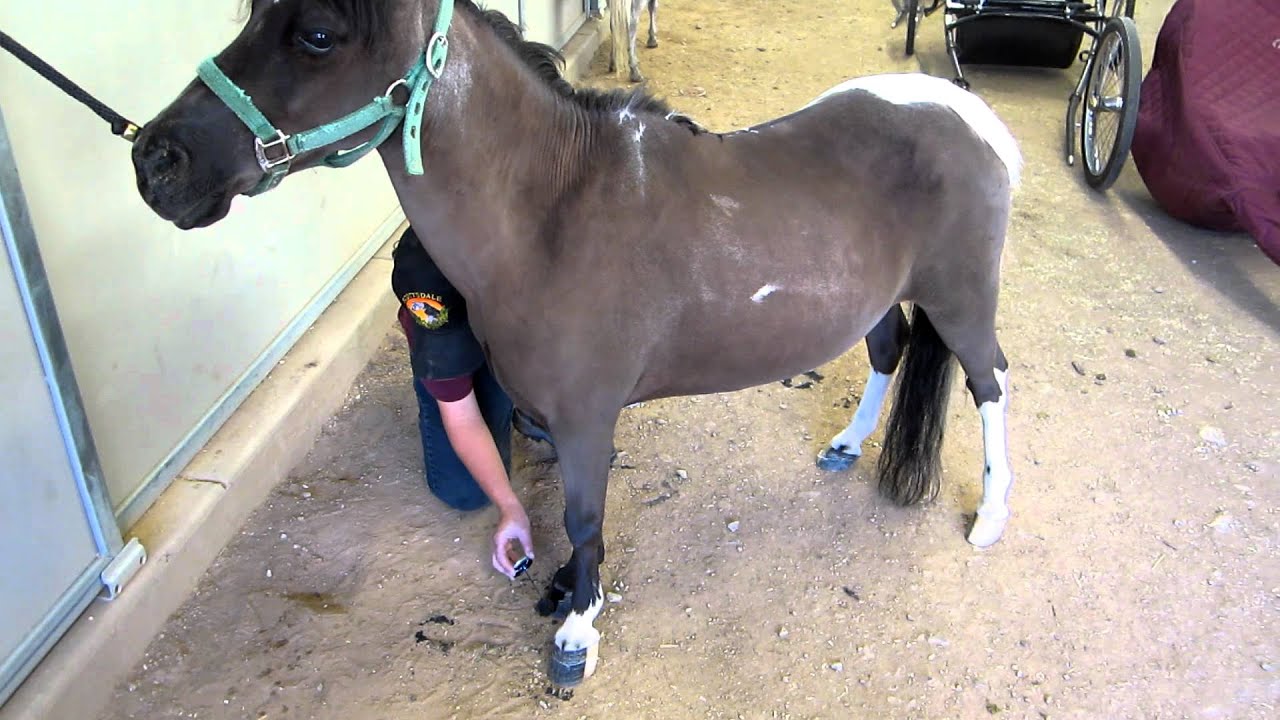 Mini horse getting its hooves painted YouTube