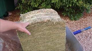 Mulching Fruit Trees With Alfalfa