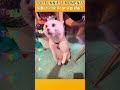 Funniest AnimalsMoments#funnyanimals #animalcomedy #dog#funny#funnyanimals#funnypets#animals