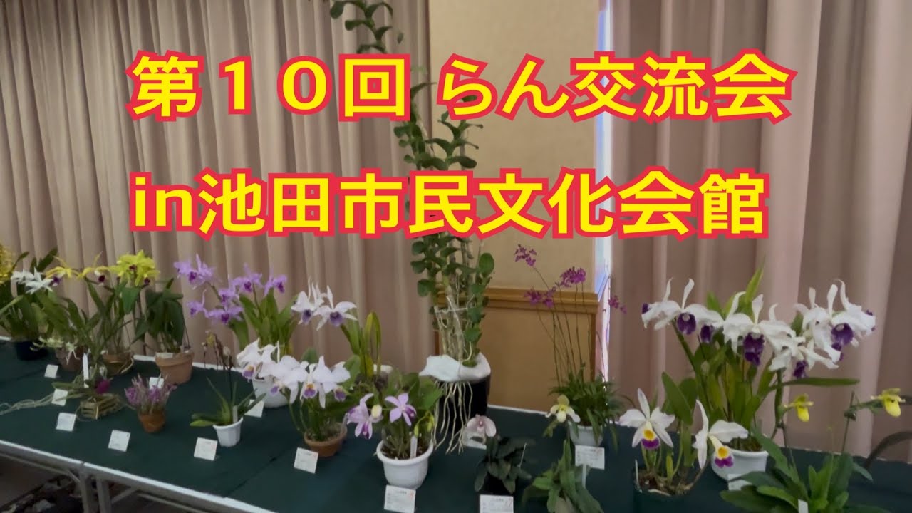 Vlog #328 The 10th Orchid Exchange Meeting in Ikeda City Cultural