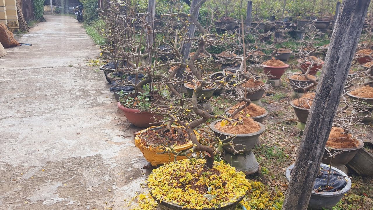 3.5tr/6 cây mai giáng long. Cây đẹp ko bị lỗi. Lh 0984 556 808 Tấn Ngọc