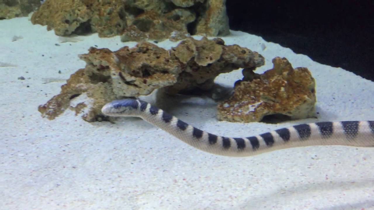 優雅に泳ぐウミヘビ 須磨海浜水族園 Youtube 優雅に泳ぐウミヘビ 須磨海浜水族園 Youtube
