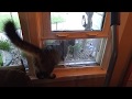 Easy DIY Kitty cat window door access Easy DIY Kitty cat window door access