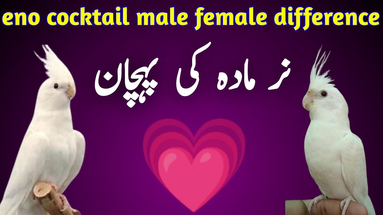 eno cocktail male female difference How to identify Male and Female