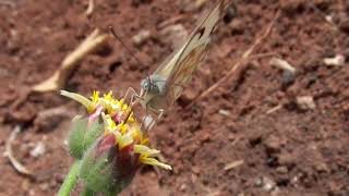 Butterfly feeding on nectar in slow motion