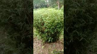 Beautiful Bambusa Multiplex Plant Care