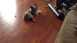 Corgi/Aussie mix Playing With Frog