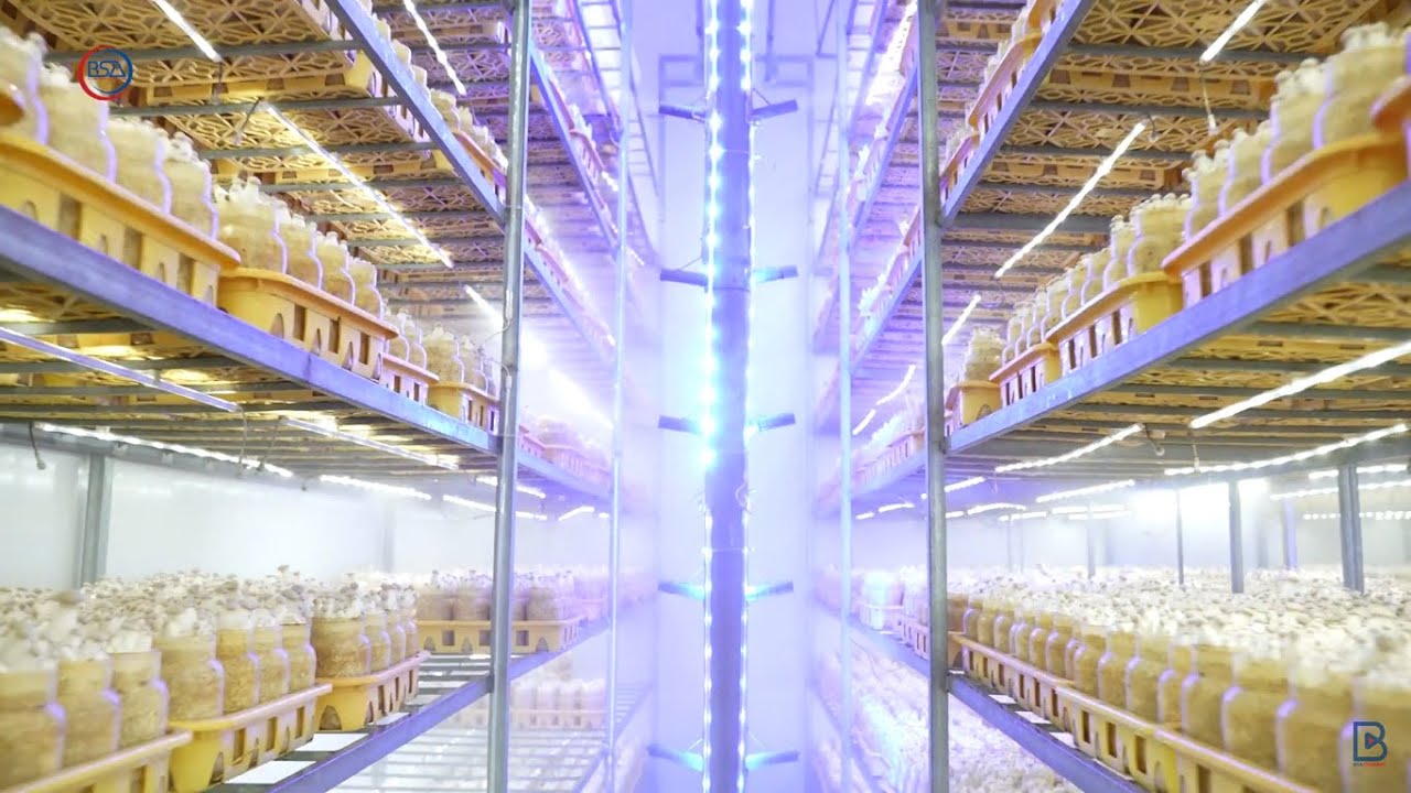 Mãn nhãn với mô hình trồng nấm công nghệ cao của một Doanh nghiệp tại Việt Nam