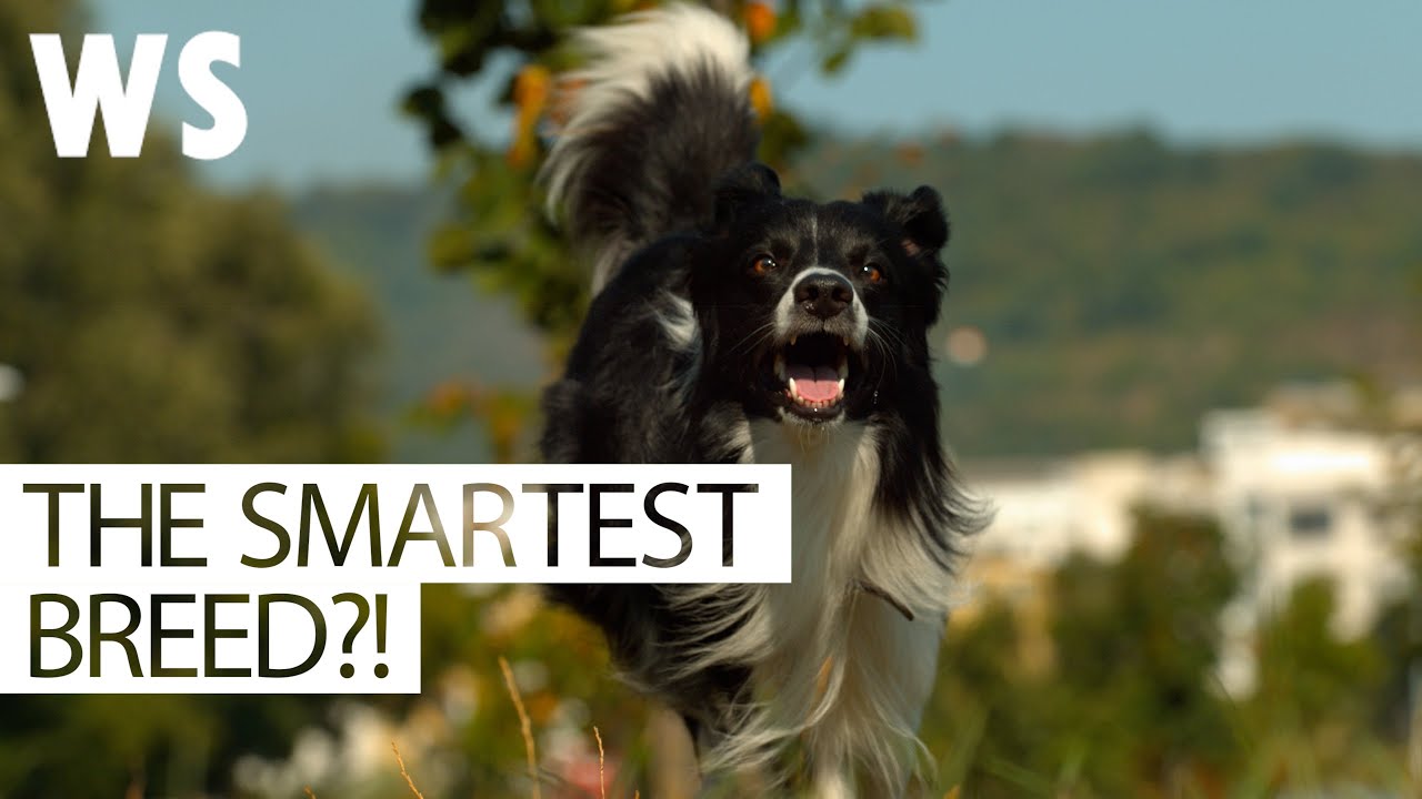 10 Fun Facts About the Beloved Border Collie