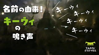 【天王寺動物園】名前の由来！日本で会えるのはここだけの飛べない鳥キーウィの鳴き声！?（キーウィのジュン） [Tennouji zoo] Kiwi call