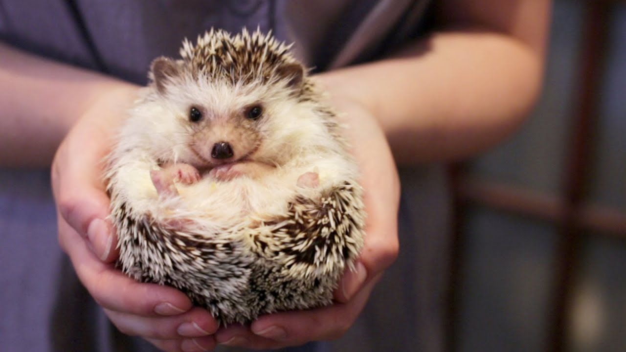 OWNING A PET HEDGEHOG FACTS 