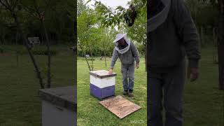 How to catch a swarm of honeybees the easiest way. Free Honeybees, Save a lot of money