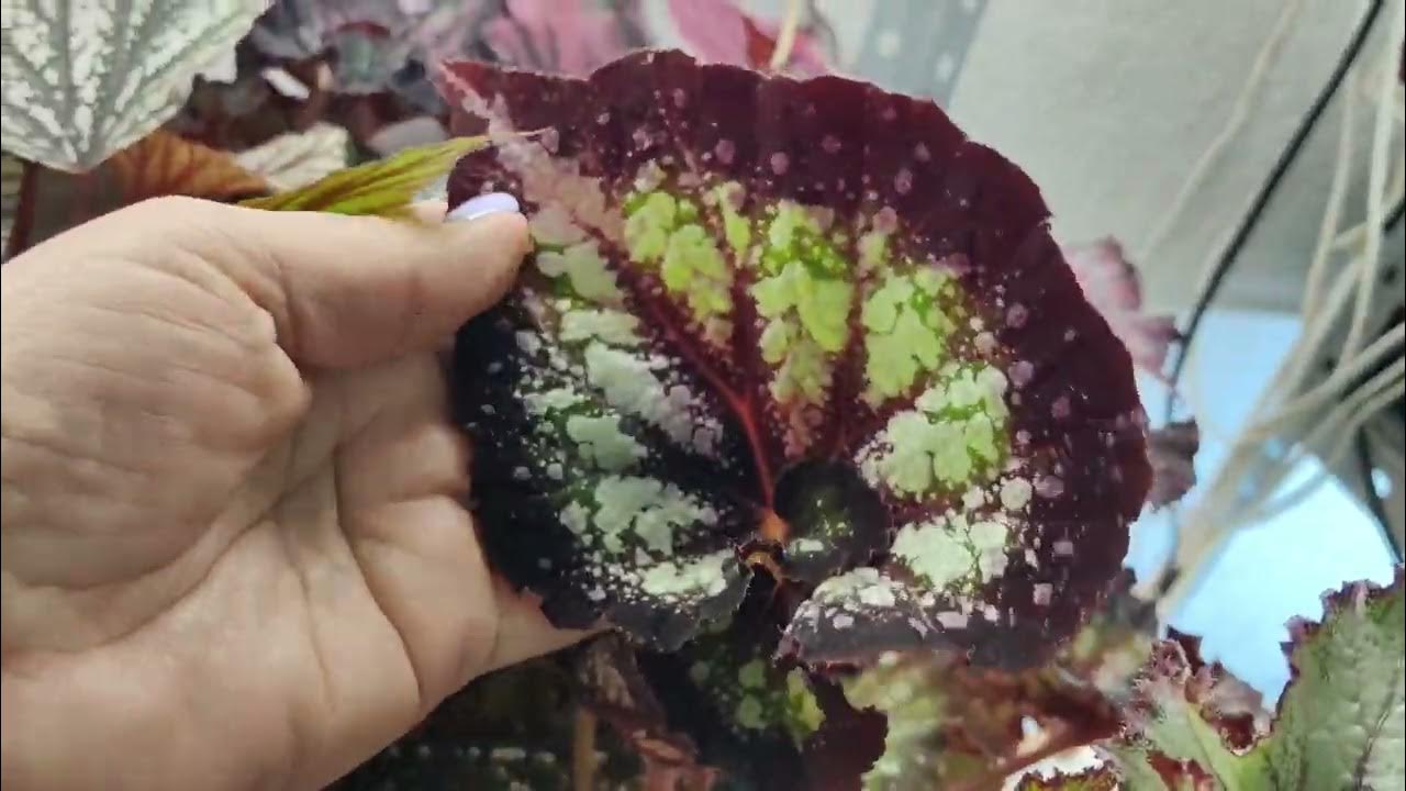 Бегония лист на срез. Предложение продажи на 02.04.24.🍀☘️🌿# ...