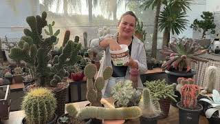 Terra de Diatomáceas Vila Verde Proteção Natural para Plantas