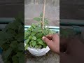 20260601175918 000125 #greenrevolution #farming #greenrooftop