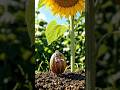 The Brave Little Seed 🌱🌻🐛🦋 #childrenstories