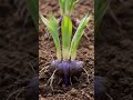 Fleur-de-Lis Iris Flower – French Royal Symbol | Scientific Time-Lapse