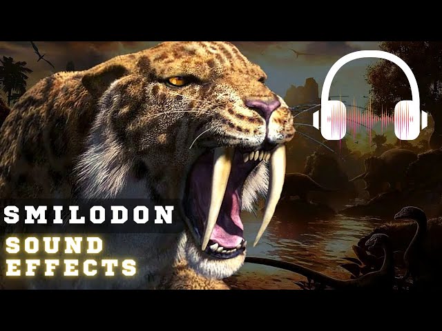 Sound Tiger Definitive Edition ヘッドホンアンプも試してみ