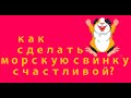 4 Совета как сделать морскую свинку счастливой. Лайфхак от опытных свиноводов