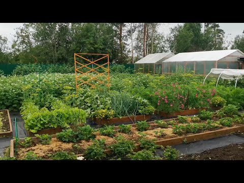 Видео: Огород на севере в начале августа.Растения из Тюменского питомника Астра.
