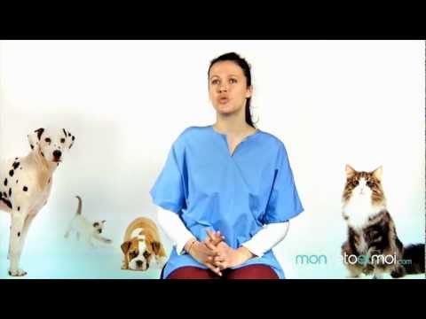 Vidéo: Comment obtenir l'odeur du chat Pee sur des livres