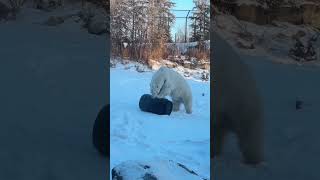 Polar Bear Siku Playing with Barrel
Feeling blue about the snow in Calgary’s forecast? ❄️ We’re having barrels of fun over here on this #ThrowbackThursday watching our male polar bear ‘Siku’ play with this barrel! 😂
Does it look like Siku is performing CPR? Polar bears are known for using downward, rhythmic lunges like this as a natural hunting behaviour, breaking through sea ice or packed snow to reach seals below. 🧊
This kind of play is rooted in those same instincts. By interacting with objects like this, Siku is building strength, coordination, and problem-solving skills that are essential for a species built to hunt in challenging Arctic environments. 🐻❄️
Providing opportunities for these kinds of behaviours is an important part of his care, giving him the ability to explore, make choices, and interact with his environment in meaningful ways.
Stop by the Taylor Family Foundation Polar Bear Sanctuary to see Siku in action! 👀
#YourZooYYC Polar Bear Siku Playing with Barrel
