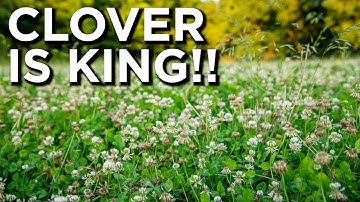 Best Year Round Food Plots For Deer?!