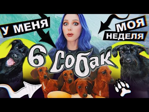 видео: 6 СОБАК - это НОРМА!? / VLOG: жиза, друзья и хрючево!