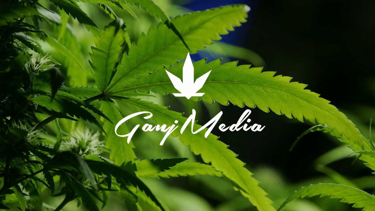 Sammie Beats - Sativa