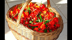 CHILLIES - THREE SIMPLE WAYS OF PRESERVING 