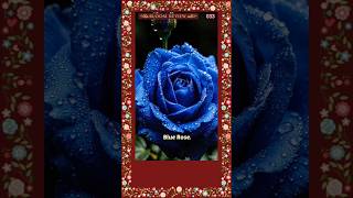 The blue rose has long been a symbol of mystery #BloomReview #FlowerSymbolism #AestheticNature