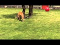 Golden Tiger, Tianxia, just rescued from the circus