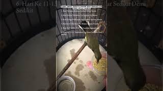 Cara melatih sogon makan vor #burung #kicauburunglovebird #birds #burunglovebirds #kicaumania